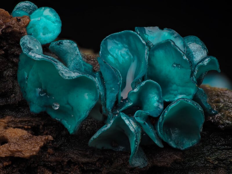 Hongos brillantes de color azul verdoso en forma de copa crecen en un trozo de madera oscura y podrida; su superficie cerosa y translúcida brilla con humedad.