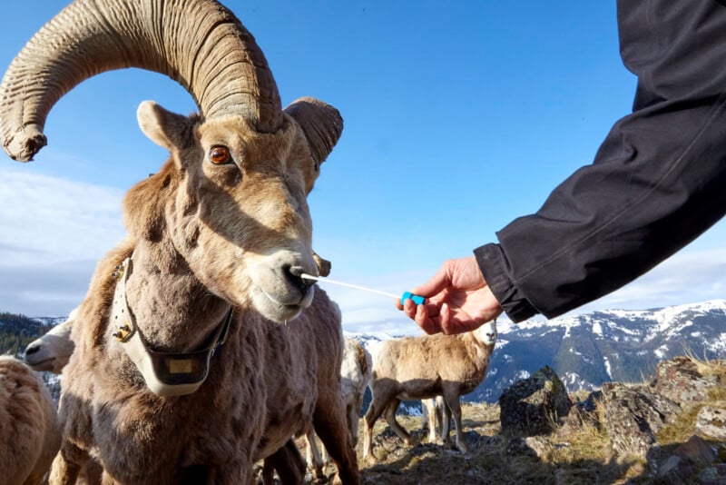 Un hombre con una chaqueta negra limpia la nariz de una cabra salvaje con collar, con más ovejas y montañas nevadas visibles al fondo bajo un cielo azul.