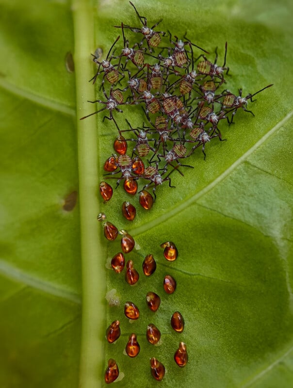 Un enjambre de pequeñas ninfas de insectos con rayas negras y huevos de color marrón brillante se reúnen en la superficie de una hoja verde vibrante. Las ninfas están apiñadas y los huevos se encuentran esparcidos debajo de ellas.