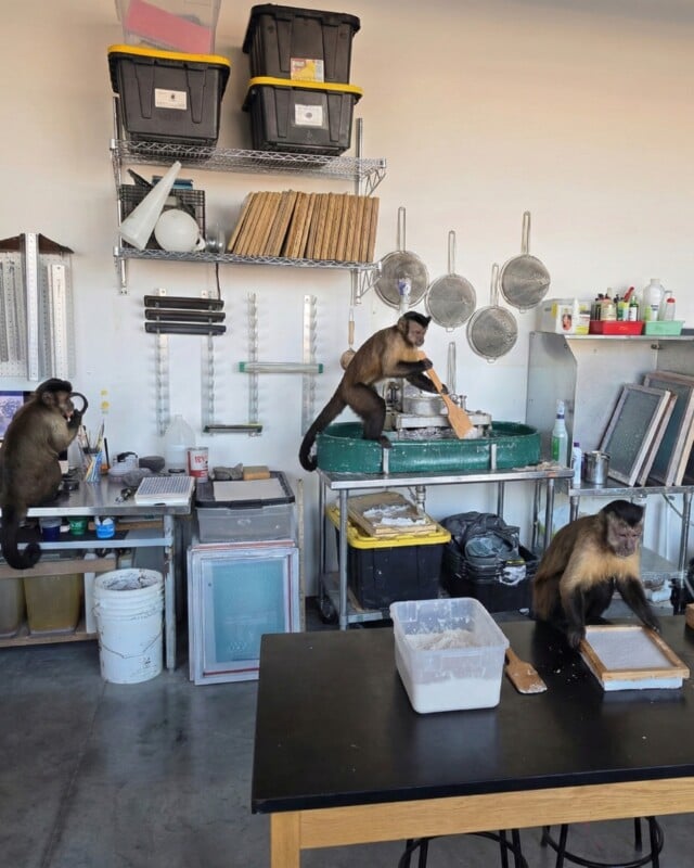 Three capuchin monkeys are in a ceramics studio, sitting on tables and working with clay. Art supplies, shelves, and pottery tools are visible throughout the well-lit workspace.