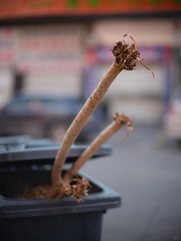 Two trimmed tree branches stick out of a black trash bin on a city street, with cars and blurred buildings visible in the background.