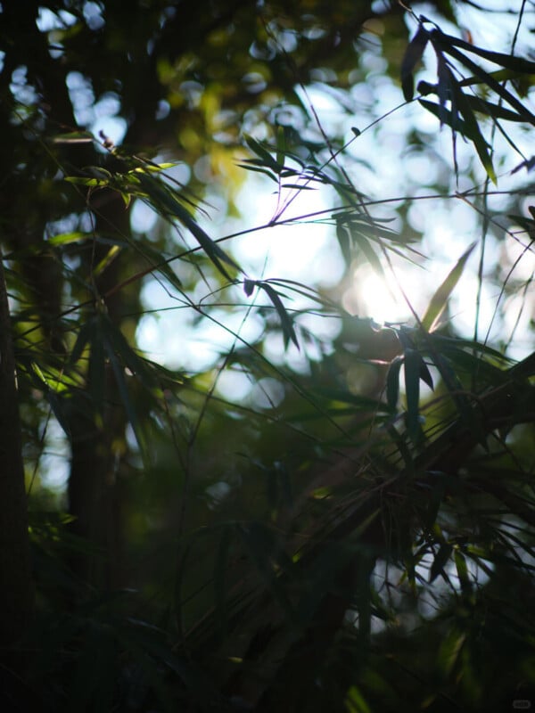 Sunlight filters through tall, green bamboo leaves, creating a soft, natural bokeh effect in a lush, outdoor setting.
