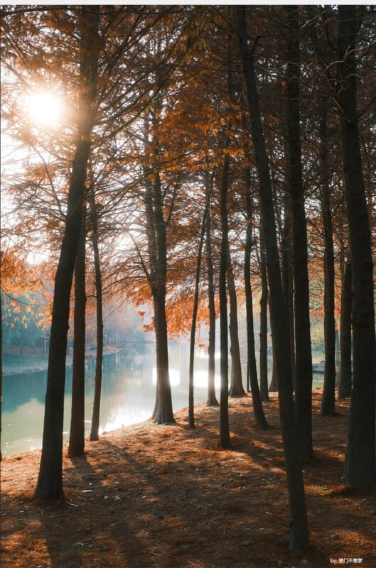 Tall trees with autumn leaves stand by a calm lake, sunlight streaming through the branches and casting long shadows on the forest floor covered in fallen needles and leaves.