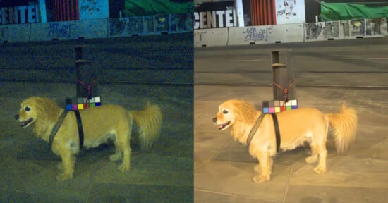 A golden retriever stands on pavement at night with a harness holding a device and a color checker on its back. The image is split in half, showing a yellowish left side and a brighter, clearer right side.