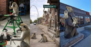 Three photos show vervet monkeys in urban settings: one uses tools in a workshop, several sit and jump by a street sign, and a group climbs on a statue outside a building.