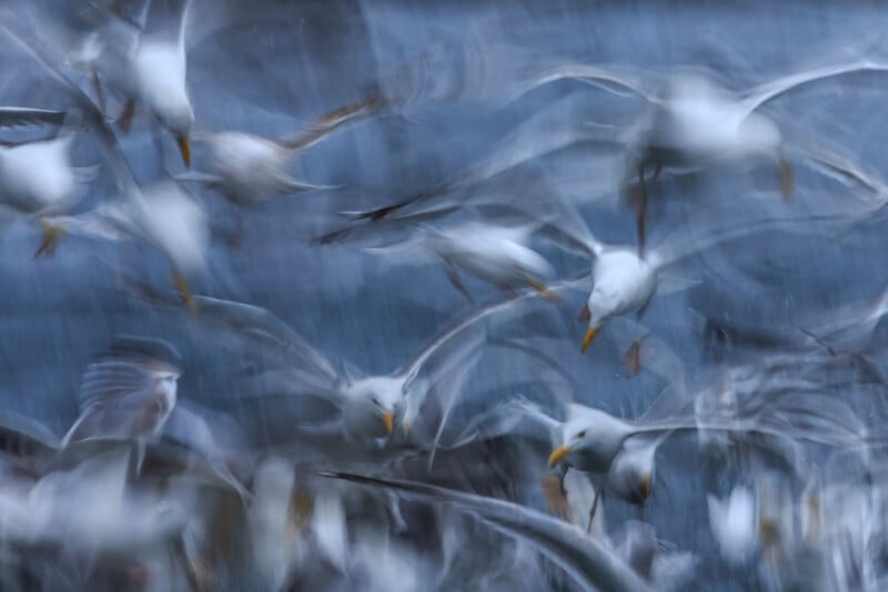 A blurred image of several white birds with yellow beaks in flight against a blue background, capturing a sense of fast motion and energy.