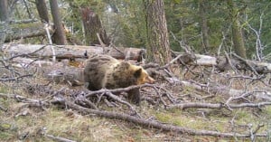 A grizzly bear walks through a forested area with fallen branches and logs, surrounded by trees and mossy ground.