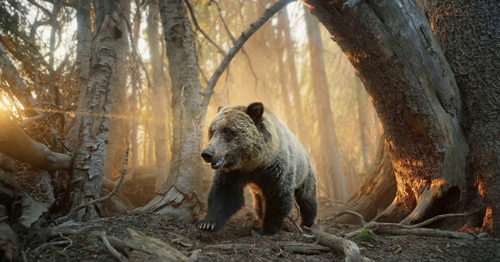 A brown bear walks through a sunlit forest, with rays of sunlight streaming through the trees and casting a warm glow on the scene. Twisted tree trunks and roots surround the bear on the forest floor.
