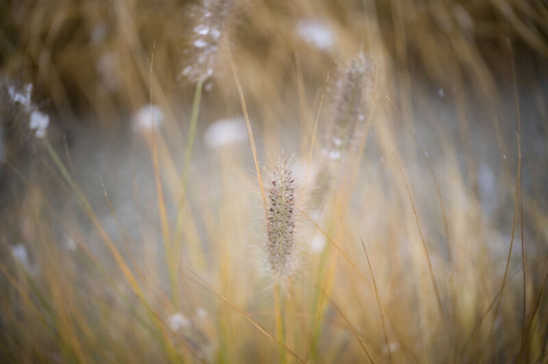 Close-up of foxtail grass with soft, blurry background of yellow and green stalks. The main spikelet is in focus at the center, surrounded by out-of-focus stems and light, airy textures.