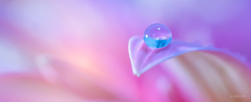 A close-up of a single water droplet resting on the edge of a delicate, pastel-purple petal with a softly blurred pink and lavender background.
