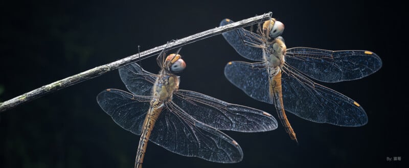 Two dragonflies with transparent, veined wings and orange-striped bodies cling to a thin, diagonal twig against a dark, blurred background.