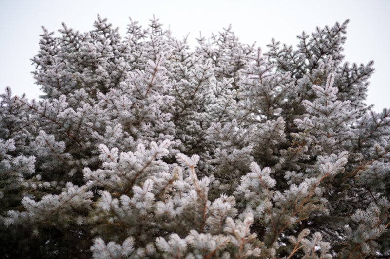 Las ramas de los pinos estaban cubiertas de escarcha y cubiertas por una fina capa de nieve blanca, contra el cielo pálido y nublado.