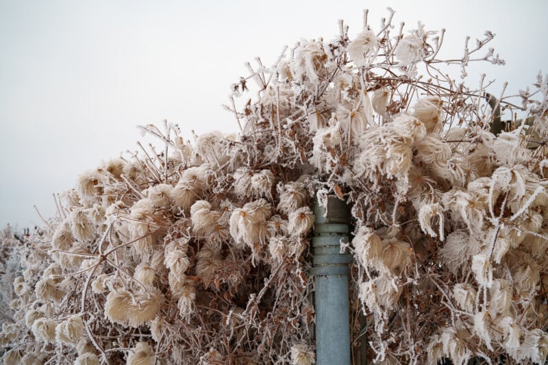 Plantas secas cubiertas de escarcha y cabezas de semillas plumosas rodean una columna de metal bajo un cielo nublado, creando una escena invernal con texturas heladas.
