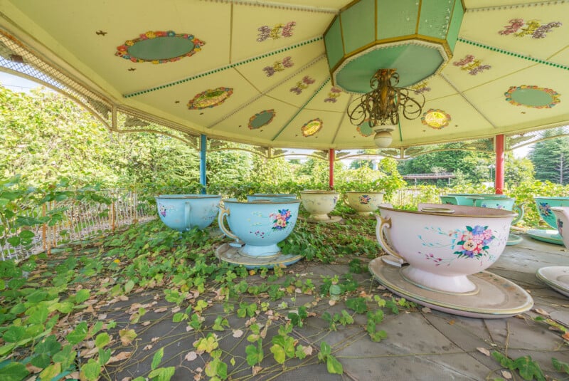 A vintage teacup amusement ride sits abandoned and overgrown with green vines and fallen leaves, surrounded by lush trees and vegetation. The ride's canopy features colorful floral patterns.