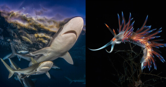 A group of sharks swims underwater near the surface, while a colorful nudibranch with blue, red, and white appendages floats against a dark background on the right side of the image.