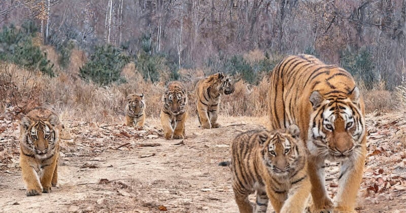 Seis tigres, entre adultos y cachorros, caminan juntos por un camino de tierra en el bosque, con hojas secas y árboles al fondo.