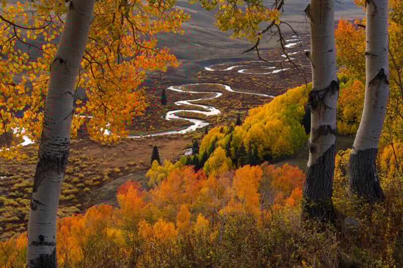 Golden and orange autumn trees frame a view of a winding river in a valley, surrounded by colorful foliage and hills, seen through the trunks of several birch trees.