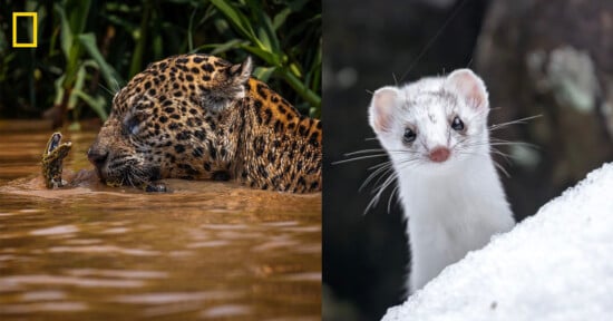 On the left, a jaguar swims in muddy water with just its head above the surface. On the right, a white weasel stands alert on snowy ground, looking toward the camera.