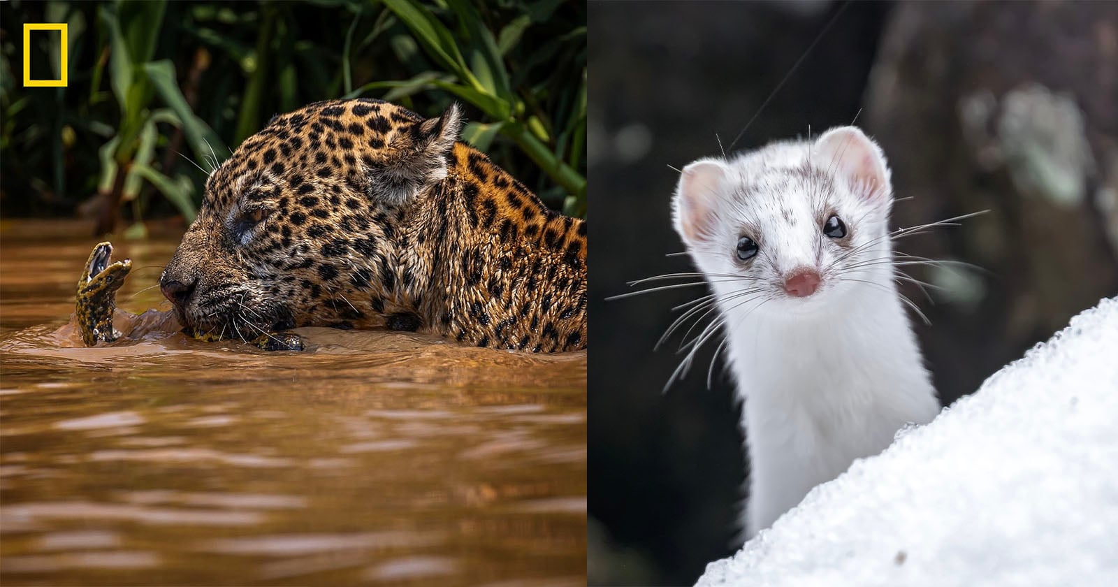 On the left, a jaguar swims in muddy water with just its head above the surface. On the right, a white weasel stands alert on snowy ground, looking toward the camera.