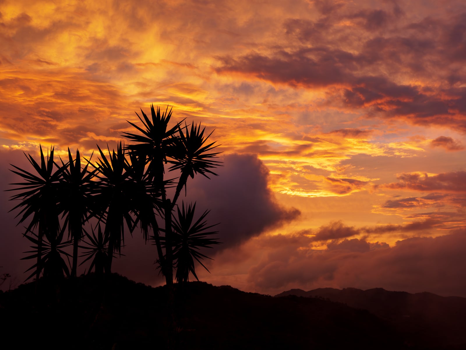 Silhouette of spiky-leaved plants in front of a dramatic sunset sky filled with orange, yellow, and purple clouds above distant hills.