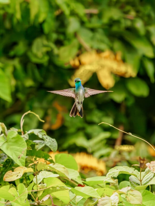 A blue and green hummingbird hovers in mid-air with wings outstretched, set against a background of lush green foliage and yellow flowers.