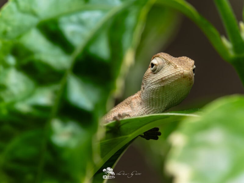 Un lagarto marrón con piel texturizada se asoma a través de hojas verdes, parcialmente oscurecido por el follaje circundante. Mientras el lagarto observa su entorno, su cabeza y un ojo son claramente visibles.