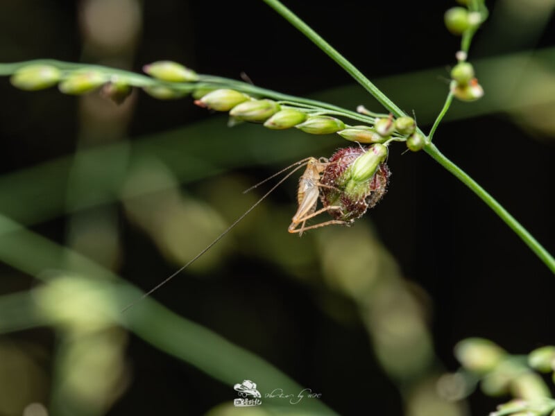 Primer plano de un pequeño insecto posado sobre una planta verde con semillas, rodeado de tallos finos y un fondo oscuro y borroso. Este insecto tiene antenas largas y alas transparentes.