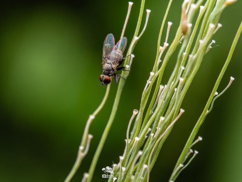 Primer plano de una mosca doméstica posada sobre un delgado tallo verde con un fondo verde borroso que resalta las detalladas alas y ojos de la mosca.