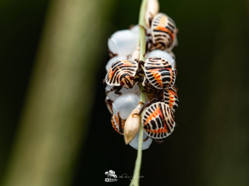 Primer plano de varias ninfas de insectos a rayas de colores agrupadas alrededor de huevos blancos en un tallo de planta delgado con fondo verde borroso.