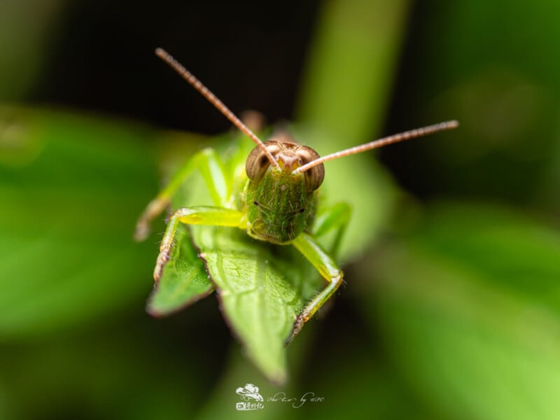 Primer plano de un saltamontes verde posado sobre una hoja, con la cara y las antenas visibles sobre un fondo verde borroso.