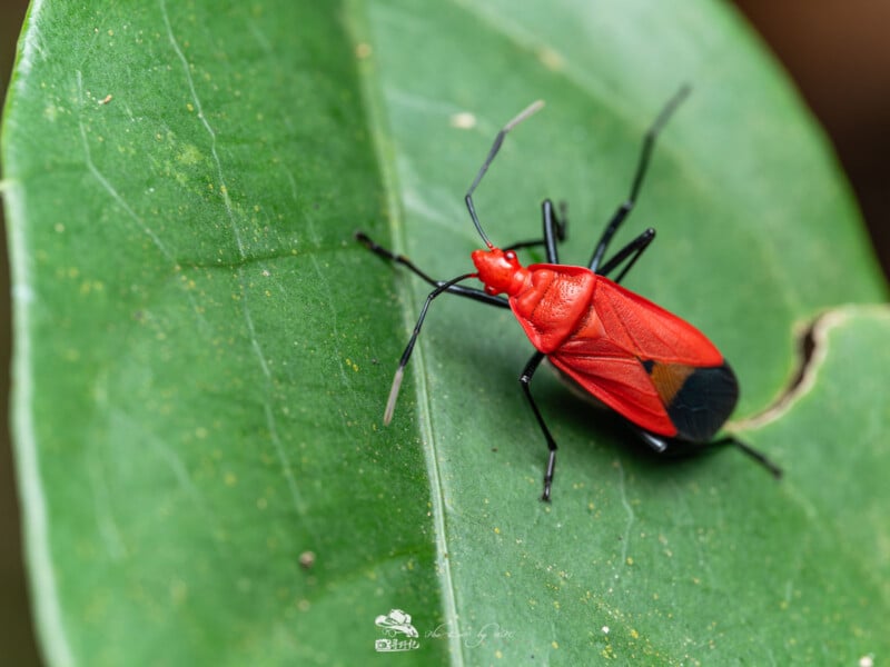 Un insecto rojo y negro brillante con patas y antenas largas se encontraba sobre una gran hoja verde. El cuerpo del insecto es mayoritariamente rojo, con marcas negras en la espalda y cerca de las patas.