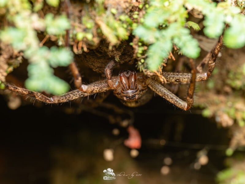 Primer plano de una gran araña marrón aferrada a una superficie rocosa, rodeada de pequeños helechos verdes, con las patas abiertas y la cara claramente visible.