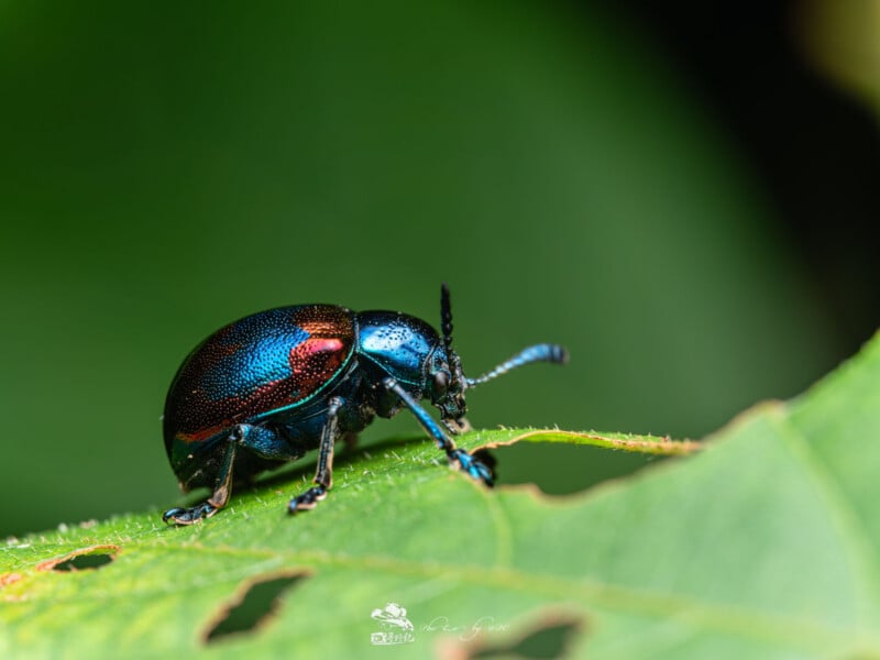 Primer plano de un escarabajo azul brillante con detalles en rojo caminando sobre el borde de hojas verdes con fondo verde borroso.