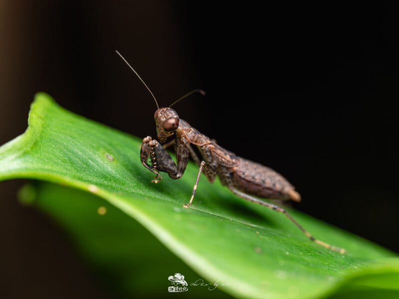 Primer plano de una mantis marrón parada sobre hojas verdes con las patas delanteras levantadas y fondo borroso.
