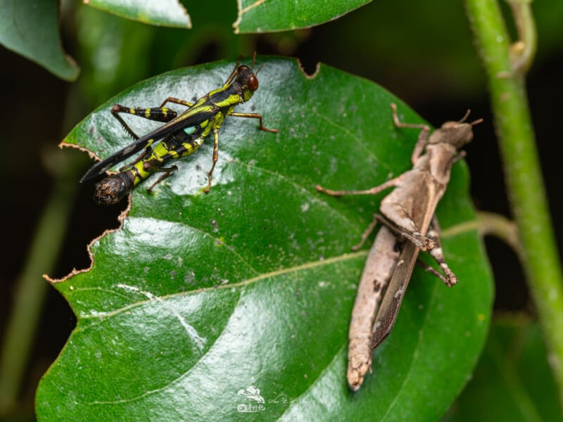 Dos insectos se posan sobre una hoja verde, uno de colores brillantes con marcas amarillas y negras y el otro marrón, camuflados de modo que ambos miran en direcciones diferentes. Hay pequeños agujeros en los bordes de las hojas.