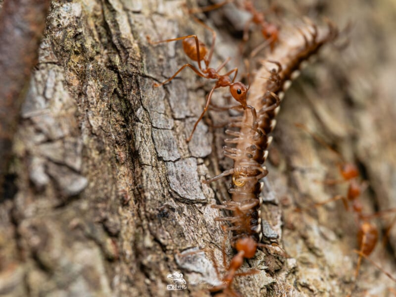 Primer plano de hormigas rojas trabajando juntas para transportar un ciempiés sobre la corteza rugosa de un árbol, mostrando el trabajo en equipo y el detalle del insecto y la superficie texturizada.