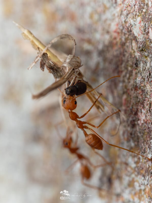 Primer plano de una hormiga roja trepando por una superficie vertical rugosa, llevando una hormiga negra y material vegetal seco en sus mandíbulas. El fondo está difuminado, resaltando los detalles de las hormigas y la pared texturizada.