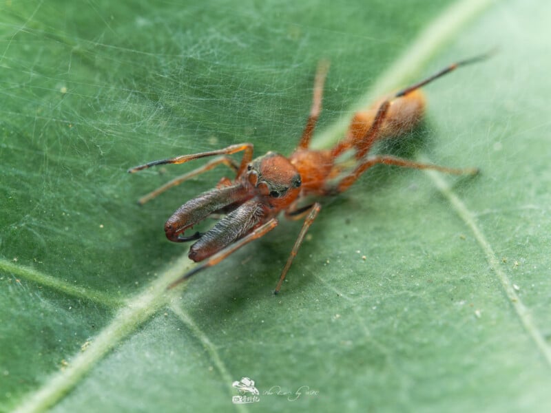 Primer plano de una araña naranja que imita a una hormiga sobre una hoja verde, con grandes mandíbulas parcialmente cubiertas por una fina capa de seda.