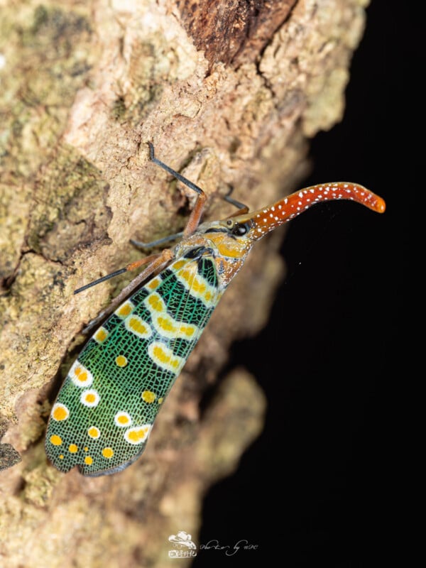 Una colorida mosca linterna con un largo hocico rojo moteado de alas blancas y verdes con marcas amarillas y blancas se aferra a la corteza áspera de un árbol.