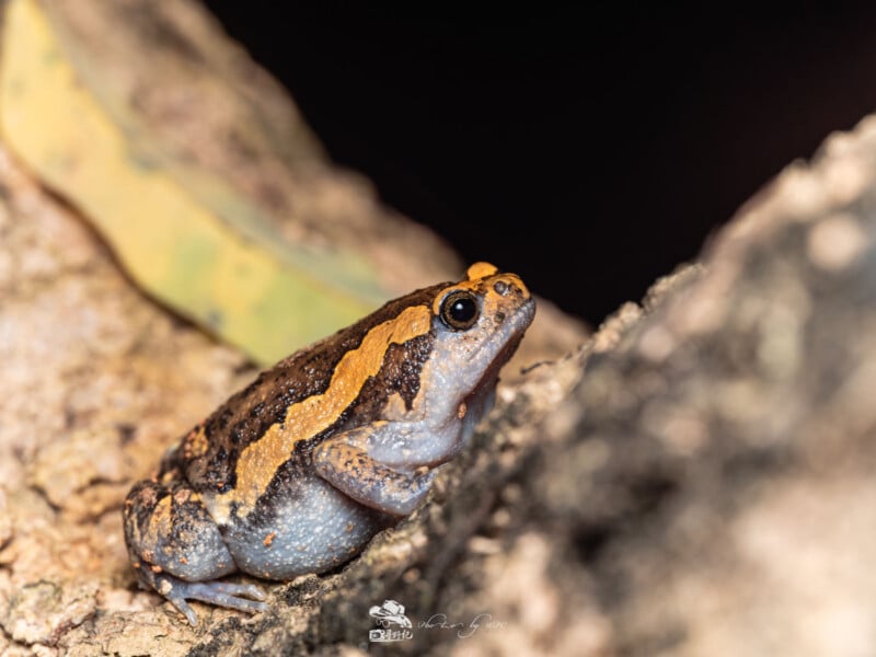 Una pequeña rana marrón y gris con distintas franjas anaranjadas que se extienden desde su nariz hasta los costados está posada sobre una superficie rocosa contra un borrón de hojas de color amarillo verdoso en el fondo.
