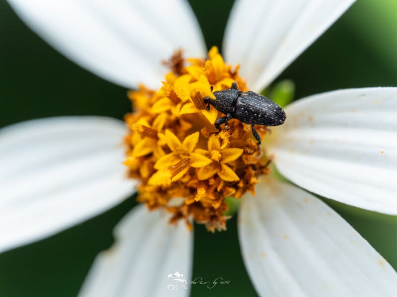 Un pequeño escarabajo negro se posa en el centro amarillo y naranja de una flor blanca parecida a una margarita, con pétalos blancos que irradian hacia afuera sobre un fondo verde borroso.