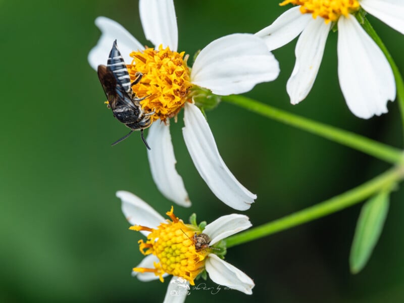Una abeja recoge néctar del centro amarillo de un pétalo blanco, mientras que un pequeño insecto se posa sobre otra flor similar debajo sobre un fondo verde borroso.