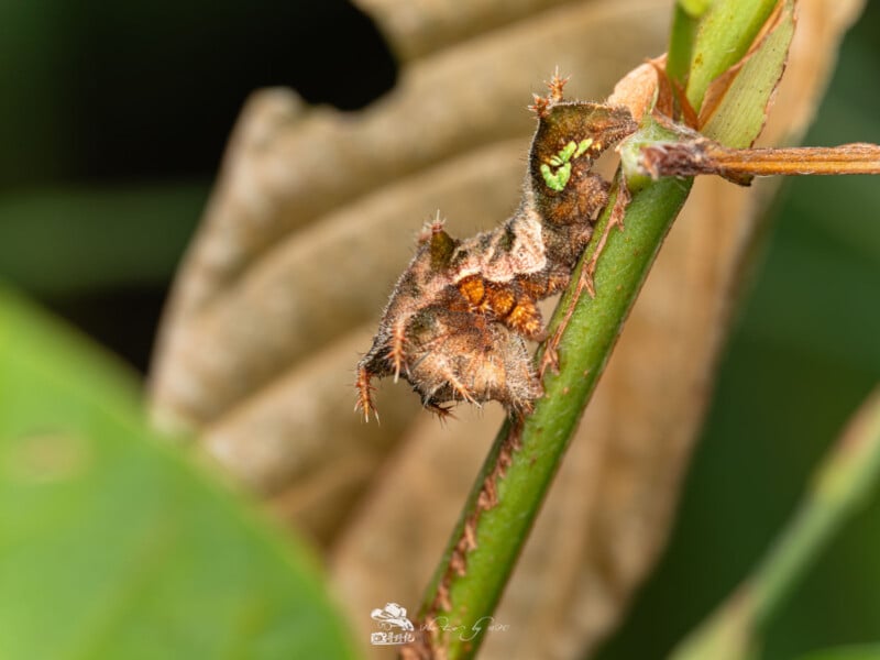 Una oruga puntiaguda marrón camuflada en un tallo verde con una hoja borrosa en el fondo. El cuerpo de la oruga tiene parches de textura áspera y pequeñas espinas en la espalda.