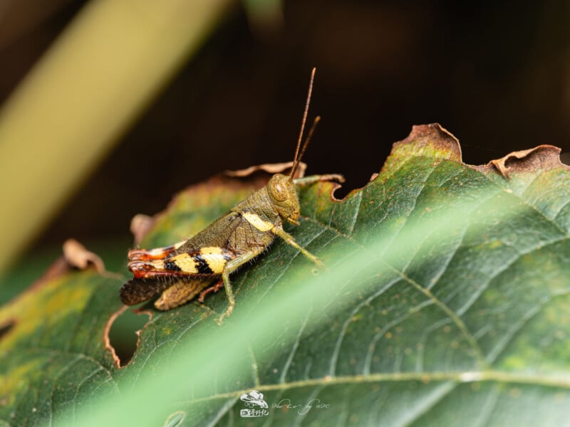 Primer plano de un saltamontes con marcas marrones, amarillas y naranjas posado sobre una hoja verde parcialmente seca. En primer plano se puede ver un follaje verde borroso.