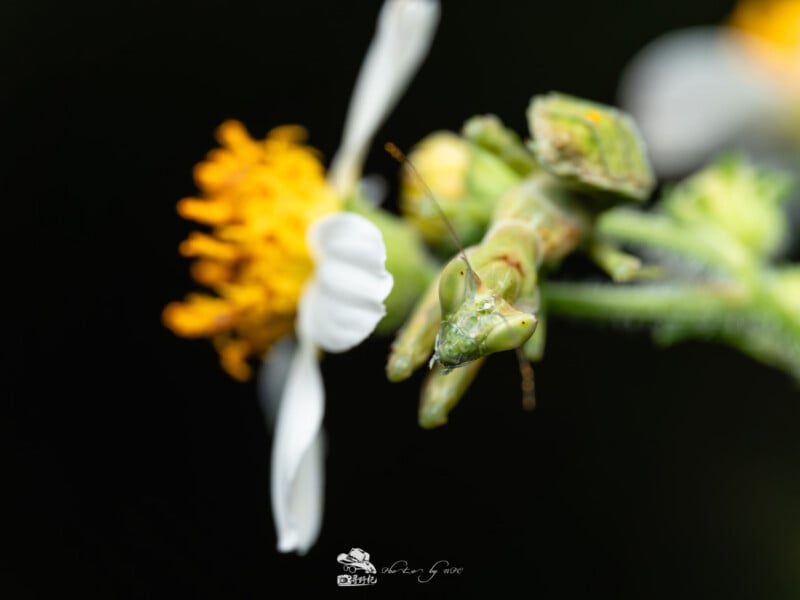 Una mantis verde se posa sobre una flor blanca con un centro amarillo sobre un fondo oscuro y borroso. La mantis mira a la cámara, destacando su detallada cabeza y patas delanteras.