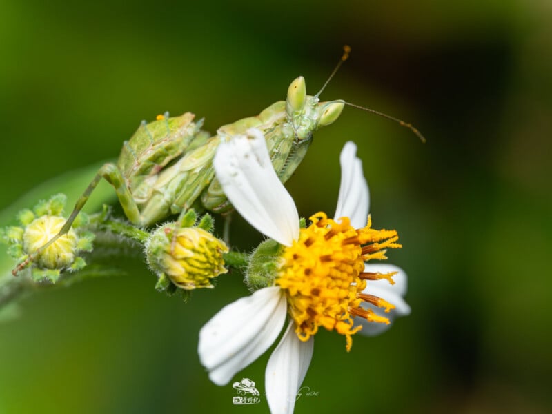 Una mantis verde se posa sobre una flor de margarita blanca con un centro amarillo, rodeada de capullos, sobre un fondo verde borroso.