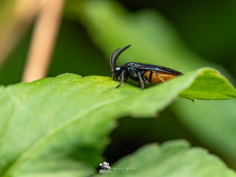 Un insecto negro y naranja con antenas largas se alza sobre una hoja verde, rodeado de hojas borrosas en el fondo.