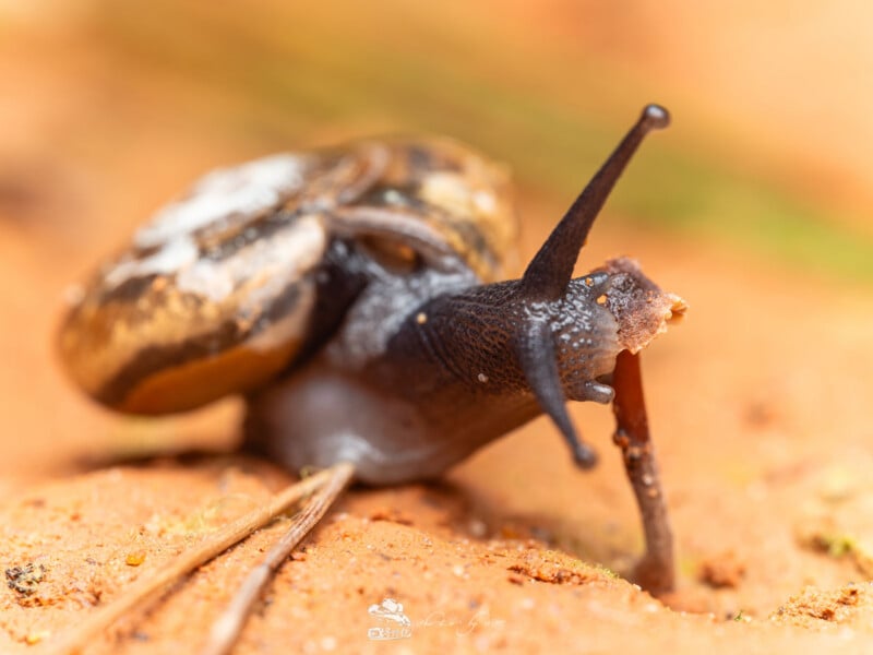 Una foto de primer plano de un caracol de jardín marrón arrastrándose sobre suelo naranja con sus tentáculos extendidos. La textura del caparazón y del cuerpo del caracol es claramente visible.