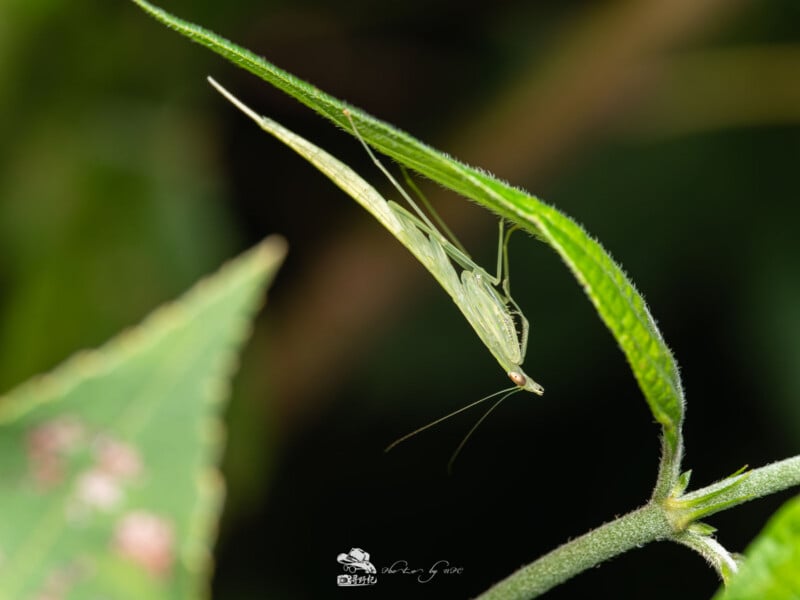 Un esbelto insecto verde cuelga boca abajo debajo de una hoja puntiaguda, mimetizándose con su entorno. Las largas antenas y patas del insecto son claramente visibles sobre el borroso fondo verde oscuro.