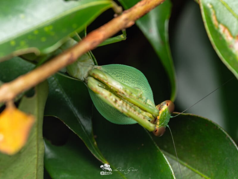 Una mantis está camuflada entre las hojas verdes, colgando boca abajo con las patas curvadas hacia arriba y la cabeza expuesta, mezclándose con las hojas circundantes.